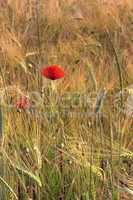 red poppy