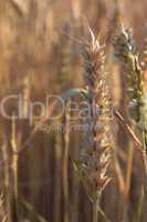 wheat field detail