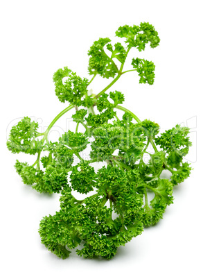 Petersilie / parsley