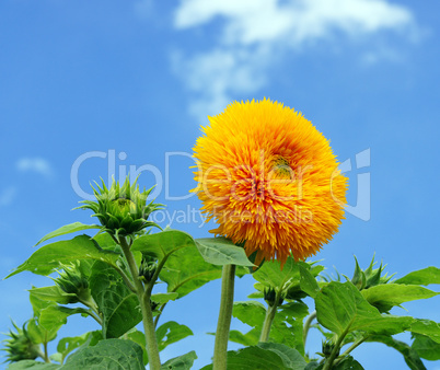 Sonnenblume und blauer Himmel - Sunflower blue Sky