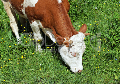 Kuh auf der saftigen Wiese - Cow on Meadow