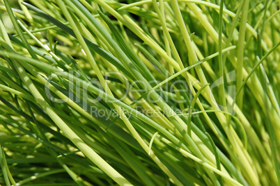 Schnittlauch Nahaufnahme - Chives close-up