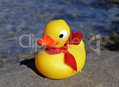 Ente - Duck