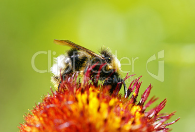 Bee on Flower Macro - Biene auf Blüte - Image No. 1