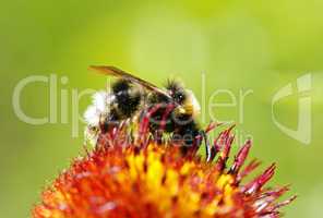 Bee on Flower Macro - Biene auf Blüte - Image No. 1