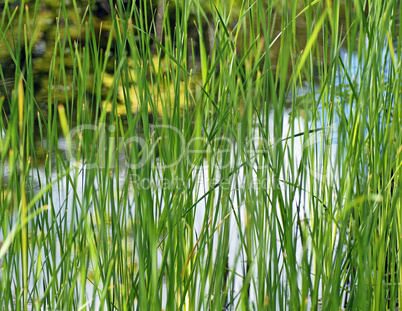 Teich mit Gräsern - Pond