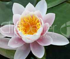 Water Lily - Seerose - Image No. 1