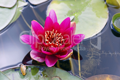 Red Water Lily - Seerose - Image No. 3