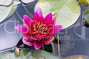 Red Water Lily - Seerose - Image No. 3