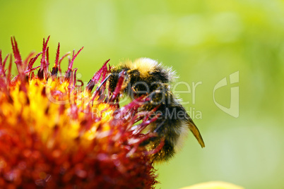 Bee on Flower Macro - Biene auf Blüte - Image No. 2