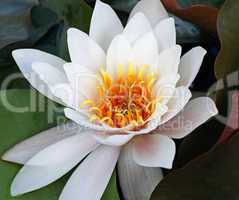 Water Lily - Seerose - Image No. 2