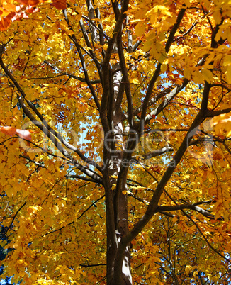 Baum im Herbst - Autumn Tree
