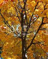 Baum im Herbst - Autumn Tree