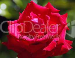 Rote Rose - Red Rose