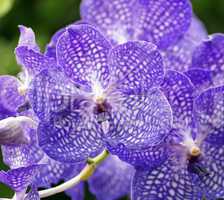 Blaue Orchidee - The blue Orchid