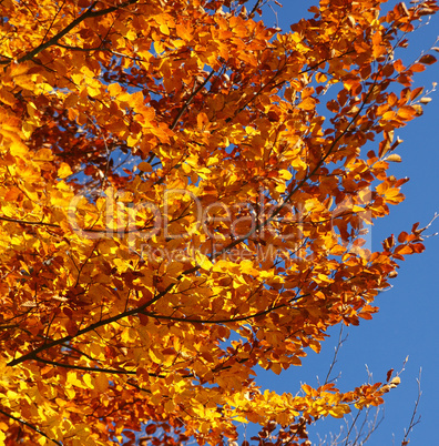Herbstlaub und blauer Himmel - Autumn Colors