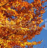 Herbstlaub und blauer Himmel - Autumn Colors