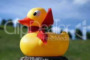 Spielzeug Ente in der Natur - Duck Toy Outdoors