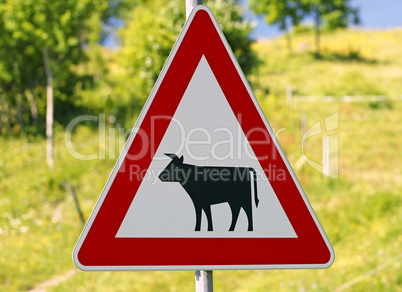Schild Vorsicht Kühe - traffic sign cows