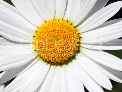 Makro Blüte - Flower close-up