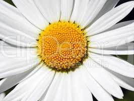 Makro Blüte - Flower close-up