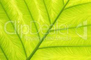 Palm leaf close-up - Palmenblatt Makro
