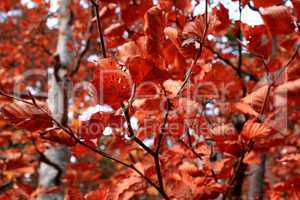 Red autumn leaves