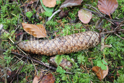 Brown pinecone in the forest