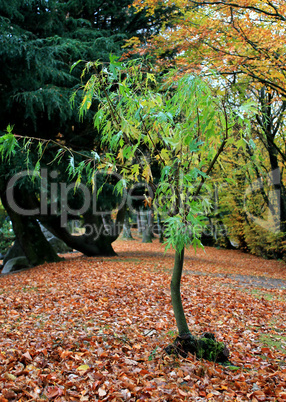 Green tree by autumn time