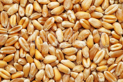 Wheat Close-up - Weizen