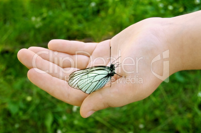 White butterfly on the child hand