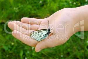 White butterfly on the child hand