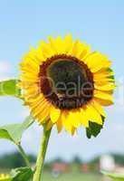 Sonnenblume mit Bienen - Sunflower with Bees