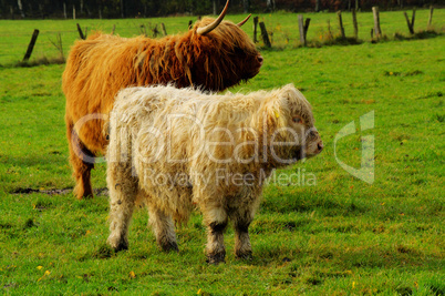 Zwei Galloway Rinder, davon ein kalb auf grüner Wiese