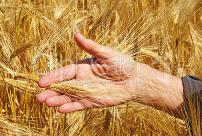 Erntezeit - Harvest Time