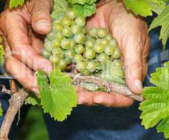Weintrauben und Weinlese - Vine Grapes