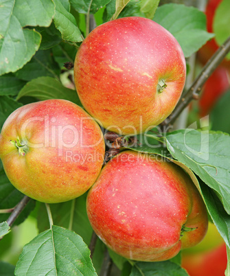 Reife leckere Äpfel - Delicious Apples