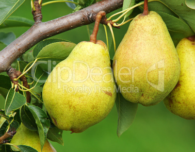 Reife leckere Birnen - Delicious Pears