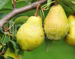 Reife leckere Birnen - Delicious Pears