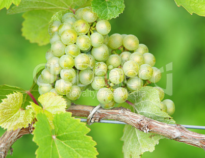 Weintrauben am Rebstock - Vine Grapes
