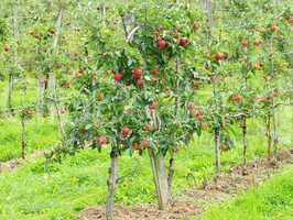 Obstgarten mit Apfelbäumen - Apple Trees