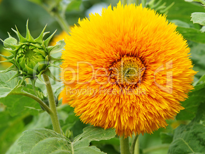 Sonnenblumen - Beautiful Sunflowers