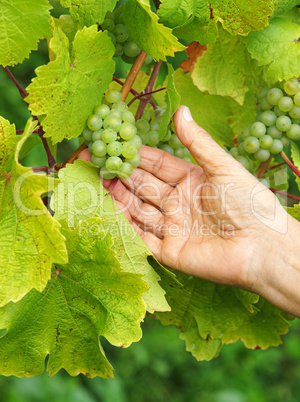 Weintrauben im Weinberg - Vine Grapes