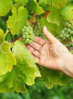 Weintrauben im Weinberg - Vine Grapes