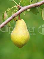 Reife Birne am Birnbaum - Delicious Pear
