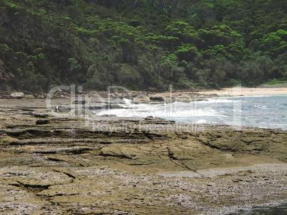 wild rocky shore in australia