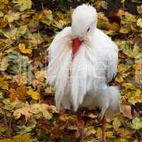 White stork, Ciconia ciconia