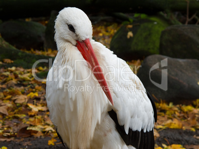 White stork, Ciconia ciconia