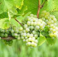 Weisswein Trauben - White Wine Grapes