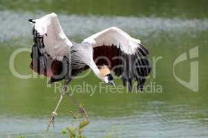 Flying royal crane
